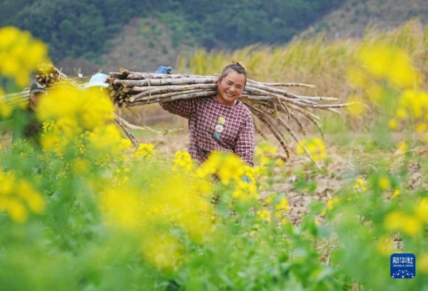 现金九游体育app平台各地农民积极开展春耕备耕各项农事看成-九游体育app官网下载IOS/安卓全站最新版下载